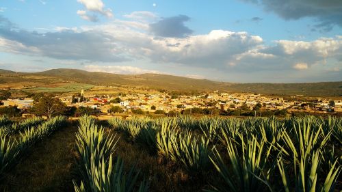 Meksika, Agavė, Tequila