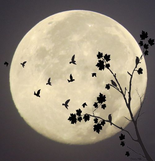 Vidurnakčio Skrydis, Mėnulio Skrydis, Mėnulio Šviesa, Skristi, Mėnulis