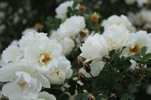 Vasaros Sezonas, Midrių Rožės, Balta Gėlė