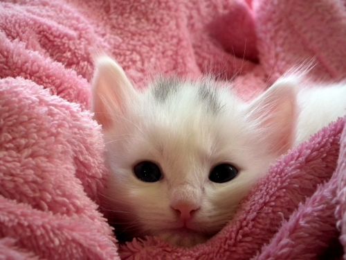 Katės,  Kačiukai,  Kūdikis,  Balta,  Miegoti,  Mieguistas,  Gražus,  Graži,  Mielas Mažas Kačiukas