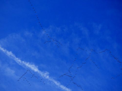 Migracija, Migruojantys Paukščiai, Paukščiai, Mėlynas Dangus
