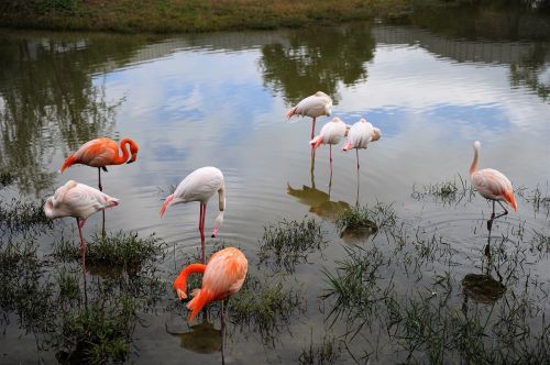 Migruojantys Paukščiai, Flamingo, Paukščiai, Gamta, Migruojančių Paukščių Buveinė