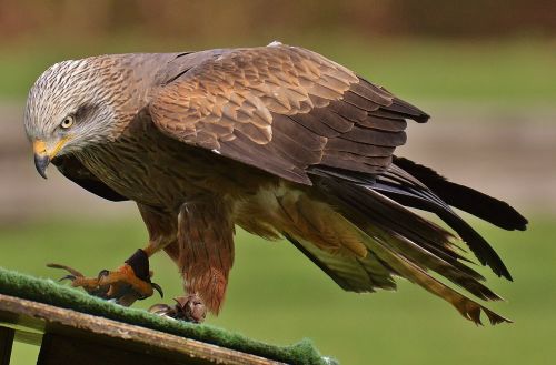 Milanas, Laukinių Parkų Girtavimas, Plėšrusis Paukštis, Laukinės Gamtos Fotografija, Laukinis Gyvūnas, Gyvūnų Pasaulis, Paukštis, Plunksna, Gamta, Plumėjimas, Raptoras, Sąskaitą, Gyvūnas, Skristi