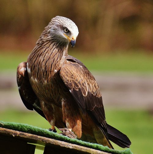 Milanas, Laukinių Parkų Girtavimas, Plėšrusis Paukštis, Laukinės Gamtos Fotografija, Laukinis Gyvūnas, Gyvūnų Pasaulis, Paukštis, Plunksna, Gamta, Plumėjimas, Raptoras, Sąskaitą, Gyvūnas, Skristi