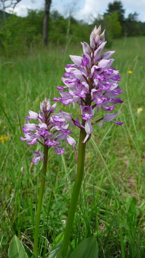 Karinė Orchidėja, Vokiečių Orchidėja, Kalnuose, Apsaugotas, Ilgai Gėlių Svogūnai