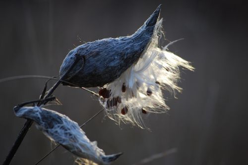 Pieneliukas, Medis, Gamta, Augalas, Laukinė Gamta