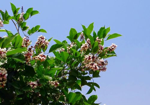 Milletia, Pinnata, Karanj, Gėlė, Flora, Indijos Buko Medis, Indija