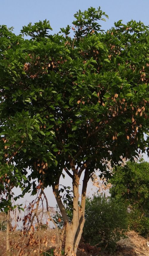 Milleti Pinnata, Karanj, Medis, Flora, Pongamia Pinnata, Indijos Buko Medis, Sėklų Ankštis, Karnataka, Indija
