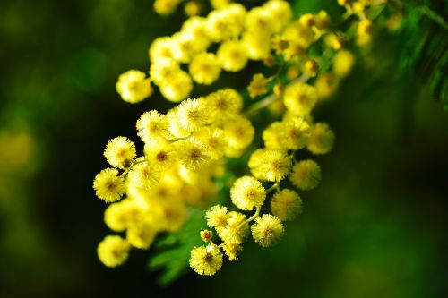 Mimoza, Côte Dazur, Gėlė, Geltona, Provence