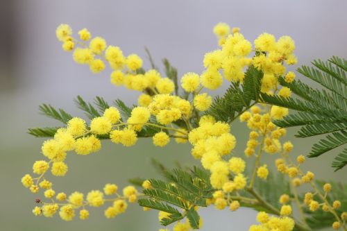 Mimoza, Geltona Gėlė, Pavasaris, Gamta, Gėlių, Kovo 8 D ., Motina