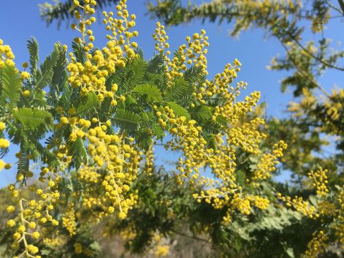 Mimosa Akacija, Acacia, Geltonos Gėlės, Pavasario Gėlės