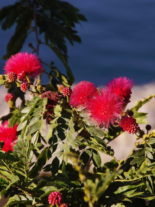 Mimosa Pudica Red, Raudona, Gėlė, Medis, Žydėjimas, Fabaceae, Raudona Gėlė, Martinique