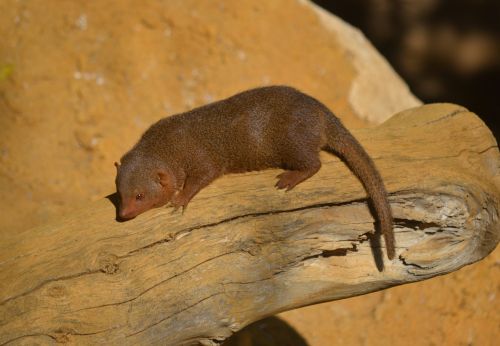 Mangoze,  Miniatiūrinė,  Laukiniai,  Gamta,  Laukinė Gamta,  Zoologijos Sodas,  Gyvūnas,  Miniatiūrinė Mongoze