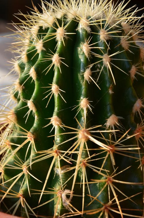 Mini Kaktusas, Sultingas Augalas, Gamta