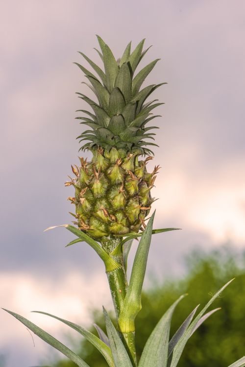 Mini Ananasai, Ananasai, Planą, Valgyti, Atogrąžų, Vaisiai, Mažas, Kūdikis, Saldus, Fonas, Gamta, Žalias, Egzotiškas, Sveikas, Frisch, Augti, Vasara, Dekoratyv, Mityba, Skanus, Desertas, Žaliavinis, Botanika, Hawaii, Skanus, Užkandžiai Gurmanams, Prinokę