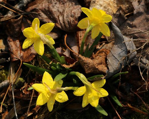 Miniatiūriniai Narcizai, Mažos Gėlės, Pavasario Gėlės, Narcizas, Jonquil, Geltona