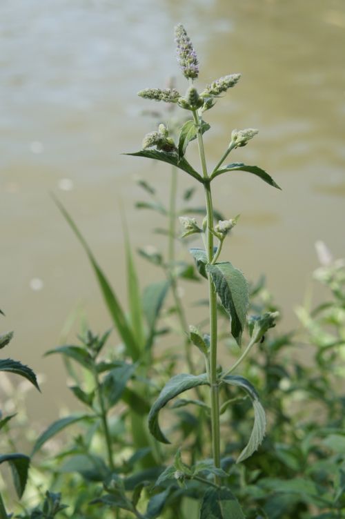 Mėtų, Augalas, Žolė, Žalias, Gamta, Vanduo, Pipirmėtis