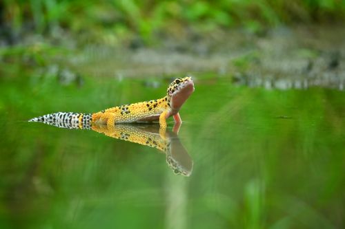 Veidrodis, Šešėlis, Gecko