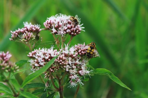 Migruojanti Bitė, Purvo Bičių, Permatomos Bitės, Keilfleckschwebfliege, Hoverfly, Skruzdžiai, Gėlė, Augalas, Žiedas, Žydėti, Gamta, Žydėti, Žalias, Flora, Pieva, Vasara, Aštraus Gėlė, Žolė