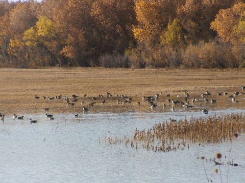 Antis,  Laukiniai & Nbsp,  Antis,  Pulko & Nbsp,  & Nbsp,  Ančių,  Bosque & Nbsp,  Del & Nbsp,  Apache & Nbsp,  Nwr,  Nauja & Nbsp,  Meksika,  Mišrių Laukinių Ančių Pulkai