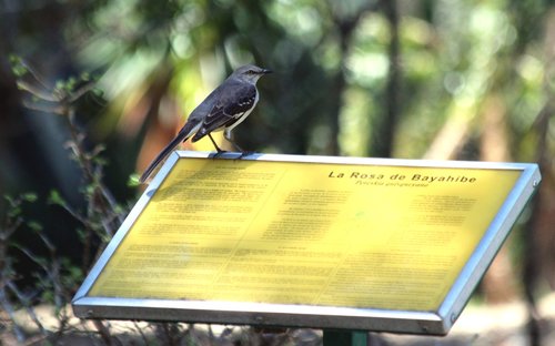 Strazdas Giesmininkas,  Paukštis,  Plunksnuočių Lenktynės,  Gyvosios Gamtos,  Pobūdį,  Gyvūnai,  Šiaurės Amerikos Mockingbird,  Mimus Polyglottos,  Sodas,  Lėkštė,  Žymeklis,  Šiaurės Mockingbird,  Ne Žmogus