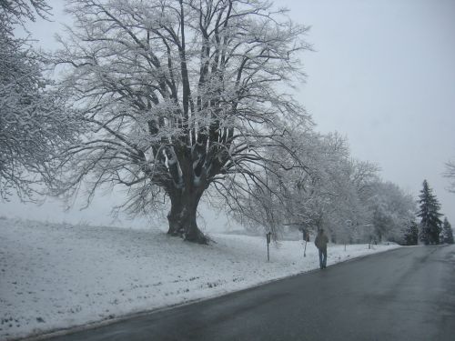 Žiema,  Linden & Nbsp,  Medis,  Didžiulė Liepų Medis