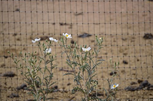 Mojave,  Dygliuotas,  Aguona,  Wildflower,  Į Pietvakarius,  Arizona,  Baltos Spalvos,  Gėlės