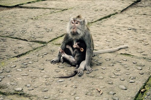 Mama,  Kūdikių Gyvūnų,  Mama Meilė,  Beždžionė Pažinčių