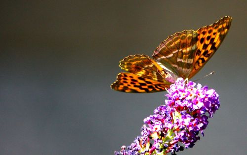 Monarcho Drugelis, Vasara, Gėlė