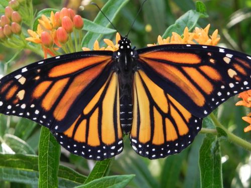 Monarcho Drugelis, Oranžinė Gėlė, Vabzdys, Drugelis, Laukinė Gamta, Monarchas, Lepidoptera, Gamta, Sodas