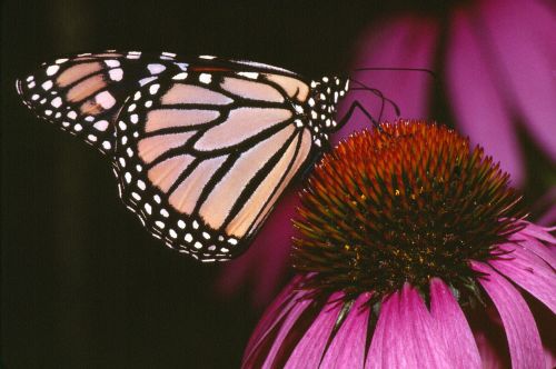 Monarcho Drugelis, Vabzdžiai, Gėlė