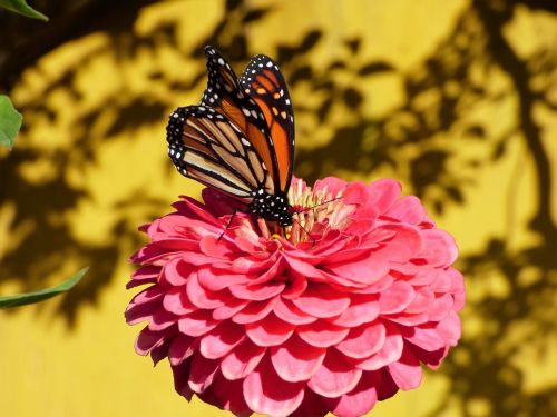 Monarcho Drugelis, Gėlė, Wildflower
