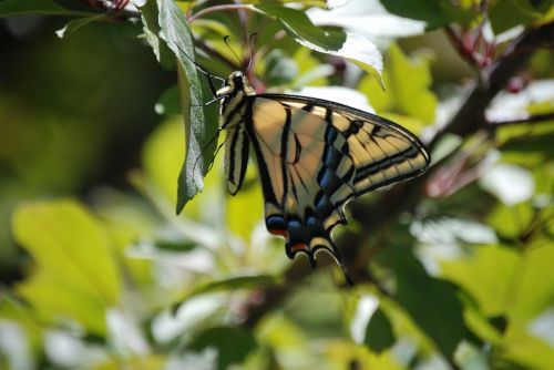 Monarcho Drugelis, Vabzdys, Lepidoptera, Gamta