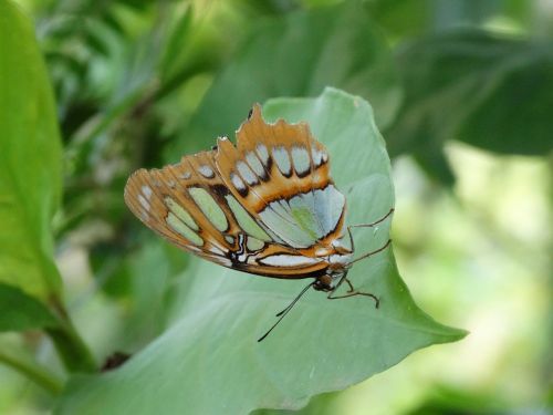 Monarcho Drugelis, Drugelis, Danaus Plexippus