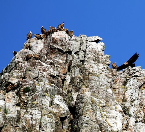 Monfrague Parkas, Ispanija, Šikšnosparniai, Uolos, Extremadura, Natūralus, Rokas, Laukinė Gamta, Gamta, Europa, Dangus, Lauke