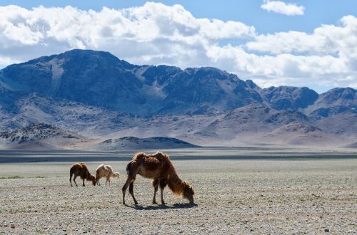 Mongolija, Gamta, Kupranugaris, Stepė, Kalnai