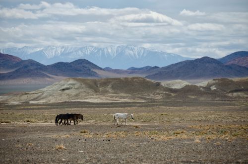 Mongolija, Kalnai, Gamta, Vasara, Stepė, Dykuma, Debesys, Arkliai, Arklys, Baltas Žirgas, Akmenys, Kalnas