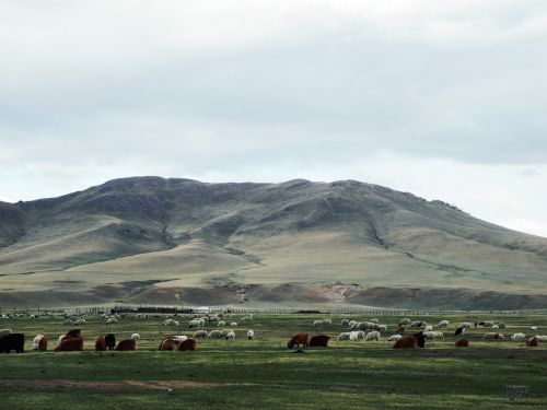 Mongolija, Prairie, Galvijai Ir Avys