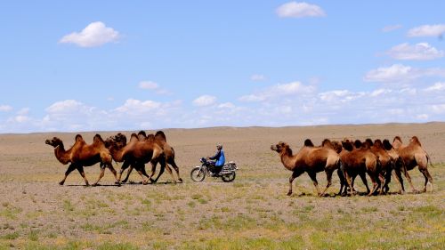 Mongolija, Dykuma, Nomadas, Nešiojamasis Gyvenimas, Dykumos Kraštovaizdis, Kupranugariai