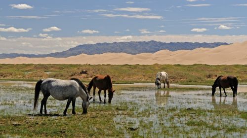 Mongolija, Arkliai, Kraštovaizdis, Smėlio Kopos, Vanduo