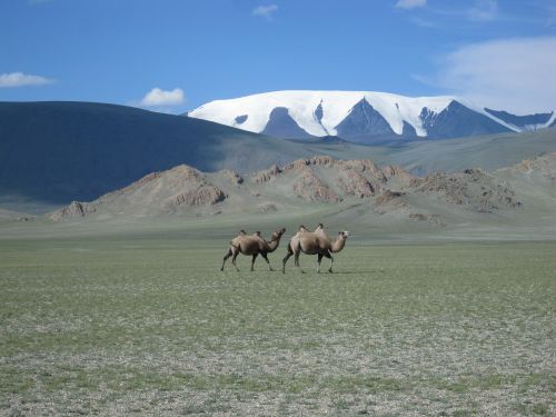 Mongolija, Ledynas, Kupranugariai, Stepė
