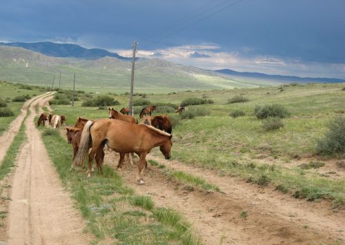 Mongolija, Arkliai, Stepė, Trasa