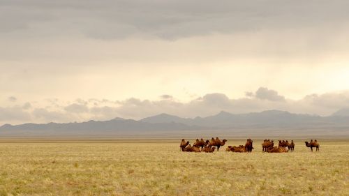 Mongolija, Gobis, Kupranugariai, Apšvietimas, Stepė, Žolės Kraštovaizdis