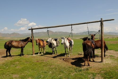 Mongolija, Arkliai, Pertrauka