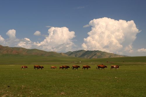 Mongolija, Stepė, Platus, Debesys, Karvės