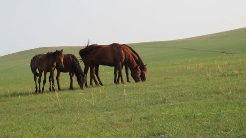 Mongolijos Arklys, Prairie, Vasara, Hulunbeir