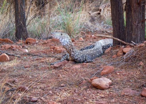 Stebėti, Driežas, Mėlyna Dėmėtoji Baumwaran, Egzotiškas, Outback, Australia