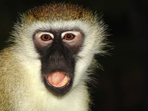 Beždžionė, Makake, Afrika, Kenya