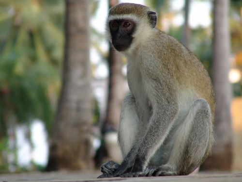 Beždžionė, Makake, Afrika, Kenya