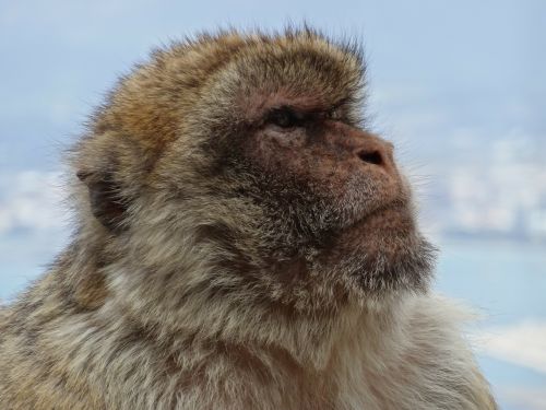 Beždžionė, Barbary Ape, Gibraltaras, Beždžionių Kalnas, Ispanija, Anglija
